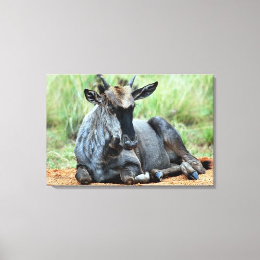 Zuid-Afrikaanse Wildebeest Canvas Afdruk (Voorkant)