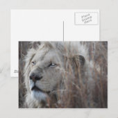 Zuid-Afrikaanse witte lion dicht Briefkaart (Voorkant / Achterkant)