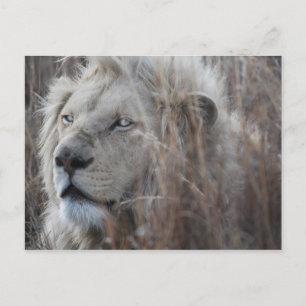 Zuid-Afrikaanse witte lion dicht Briefkaart
