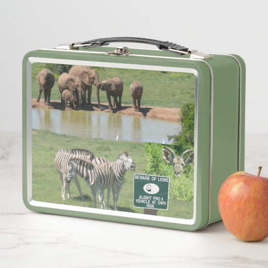 Zuid-Afrikaanse Zebras en Lunchbox (In situ)