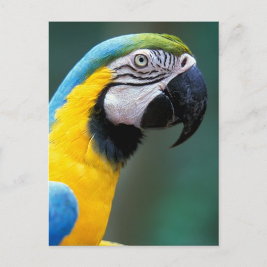 Zuid-Amerika, Brazilië, Iguacu Nationaal Park Briefkaart (Voorkant)