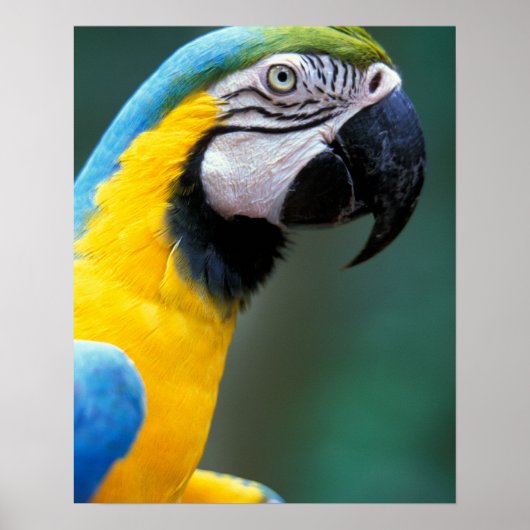 Zuid-Amerika, Brazilië, Iguacu Nationaal Park Poster (Voorkant)