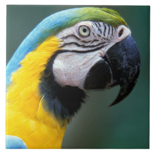 Zuid-Amerika, Brazilië, Iguacu Nationaal Park Tegeltje