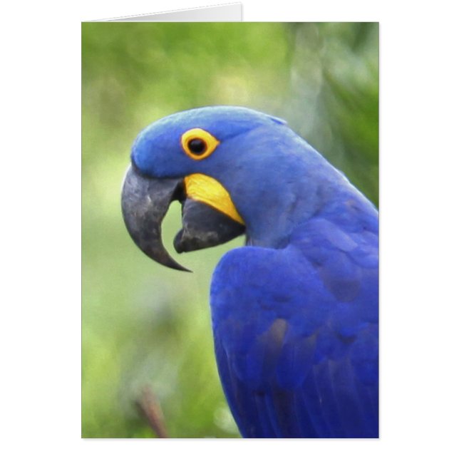 Zuid-Amerika, Brazilië, Pantanal (Voorkant)