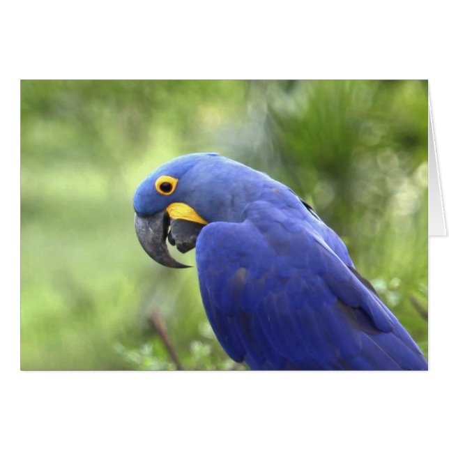 Zuid-Amerika, Brazilië, Pantanal (Voorkant Horizontaal)