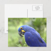 Zuid-Amerika, Brazilië, Pantanal Briefkaart (Voorkant / Achterkant)