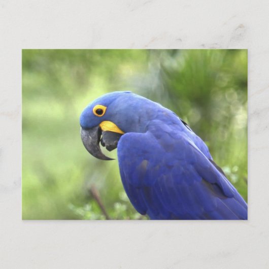 Zuid-Amerika, Brazilië, Pantanal Briefkaart (Voorkant)