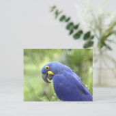 Zuid-Amerika, Brazilië, Pantanal Briefkaart (Staand voorkant)