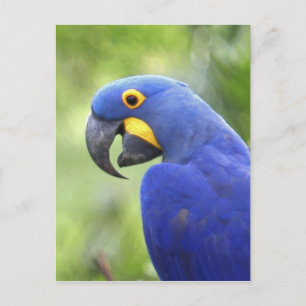 Zuid-Amerika, Brazilië, Pantanal Briefkaart