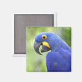 Zuid-Amerika, Brazilië, Pantanal Magneet (Voorkant / Achterkant)