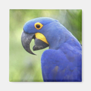 Zuid-Amerika, Brazilië, Pantanal Magneet