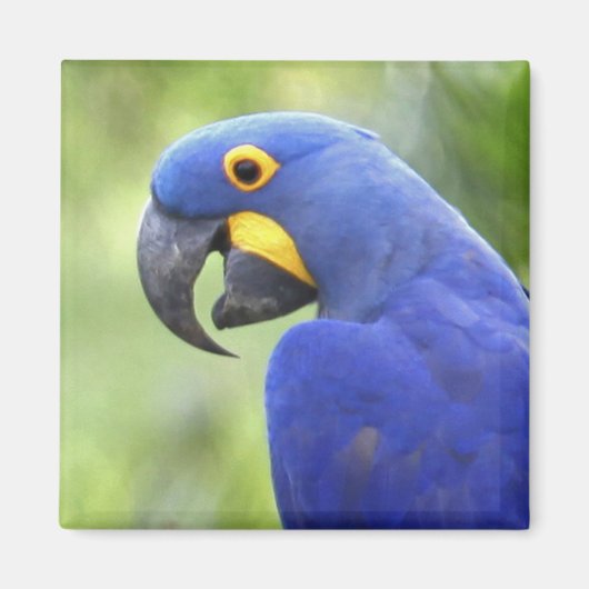 Zuid-Amerika, Brazilië, Pantanal Magneet (Voorkant)