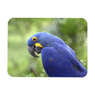 Zuid-Amerika, Brazilië, Pantanal Magneet