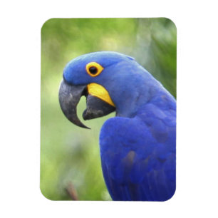 Zuid-Amerika, Brazilië, Pantanal Magneet