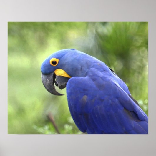 Zuid-Amerika, Brazilië, Pantanal Poster (Voorkant)