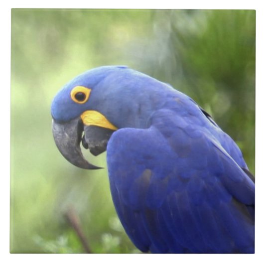 Zuid-Amerika, Brazilië, Pantanal Tegeltje (Voorkant)