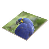 Zuid-Amerika, Brazilië, Pantanal Tegeltje (Zijkant)