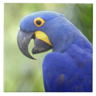 Zuid-Amerika, Brazilië, Pantanal Tegeltje