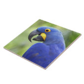 Zuid-Amerika, Brazilië, Pantanal Tegeltje (Zijkant)