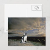 Zuid-Amerika, Chili, Patagonië, Magellanen, Briefkaart (Voorkant / Achterkant)