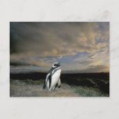 Zuid-Amerika, Chili, Patagonië, Magellanen, Briefkaart (Voorkant)