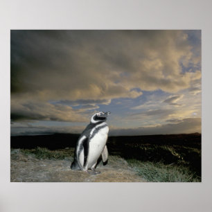 Zuid-Amerika, Chili, Patagonië, Magellanen, Poster