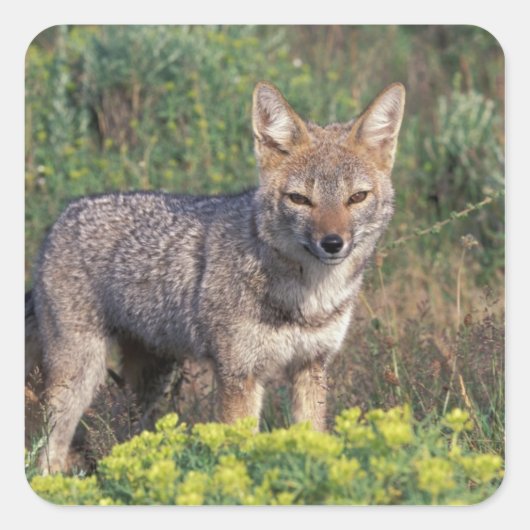 Zuid-Amerika, Chili, Torres del Paine NP, Vierkante Sticker (Voorkant)