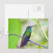 Zuid-Amerika, Costa Rica, Sarapiqui, La Selva Briefkaart (Voorkant / Achterkant)