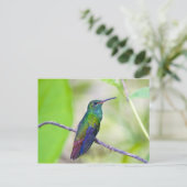 Zuid-Amerika, Costa Rica, Sarapiqui, La Selva Briefkaart (Staand voorkant)