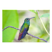 Zuid-Amerika, Costa Rica, Sarapiqui, La Selva Foto Afdruk (Voorkant)