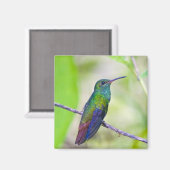 Zuid-Amerika, Costa Rica, Sarapiqui, La Selva Magneet (Voorkant / Achterkant)