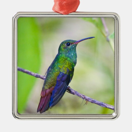 Zuid-Amerika, Costa Rica, Sarapiqui, La Selva Metalen Ornament (Voorkant)