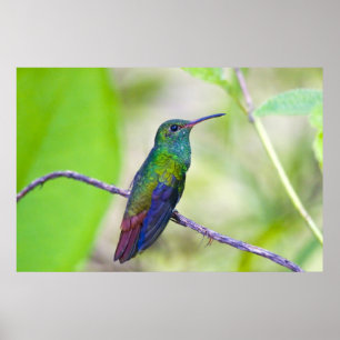 Zuid-Amerika, Costa Rica, Sarapiqui, La Selva Poster