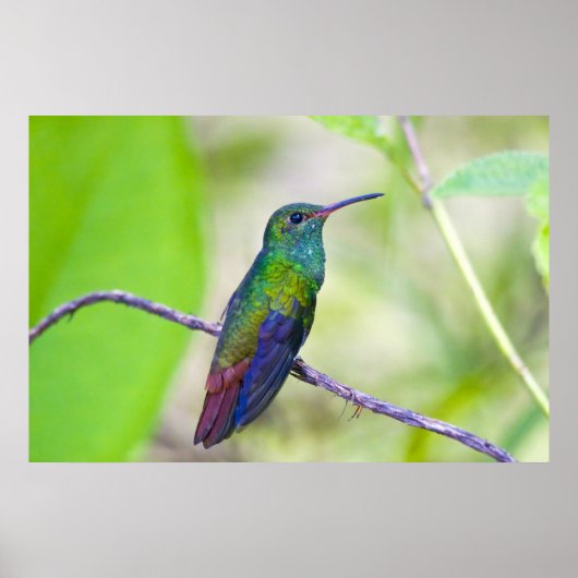 Zuid-Amerika, Costa Rica, Sarapiqui, La Selva Poster (Voorkant)