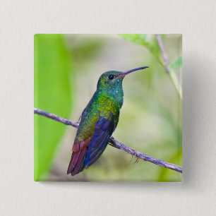 Zuid-Amerika, Costa Rica, Sarapiqui, La Selva Vierkante Button 5,1 Cm