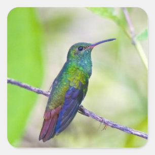 Zuid-Amerika, Costa Rica, Sarapiqui, La Selva Vierkante Sticker