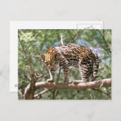 Zuid-Amerika, Ecuador, Amazon. Ocelot Briefkaart (Voorkant / Achterkant)