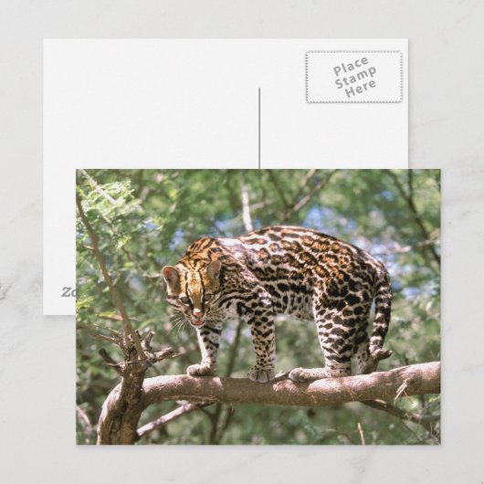 Zuid-Amerika, Ecuador, Amazon. Ocelot Briefkaart (Voorkant / Achterkant)