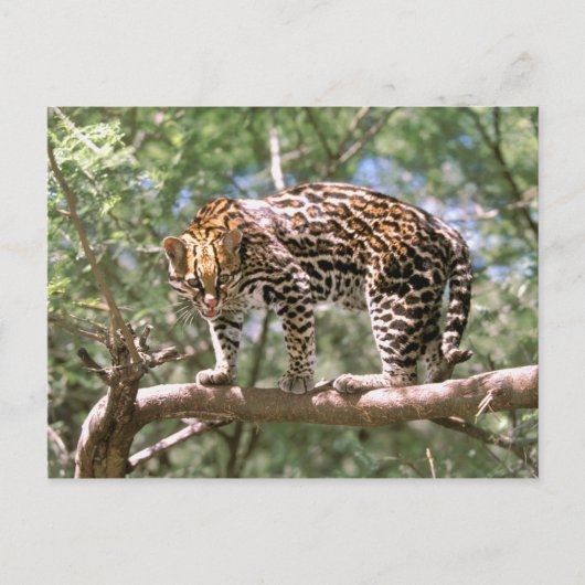Zuid-Amerika, Ecuador, Amazon. Ocelot Briefkaart (Voorkant)
