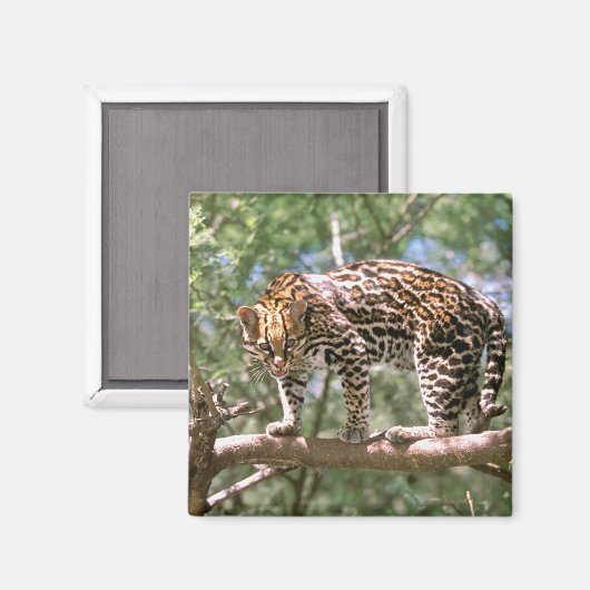 Zuid-Amerika, Ecuador, Amazon. Ocelot Magneet (Voorkant / Achterkant)