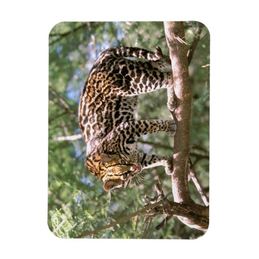Zuid-Amerika, Ecuador, Amazon. Ocelot Magneet (Verticaal)