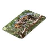 Zuid-Amerika, Ecuador, Amazon. Ocelot Magneet (Linkerzijde)