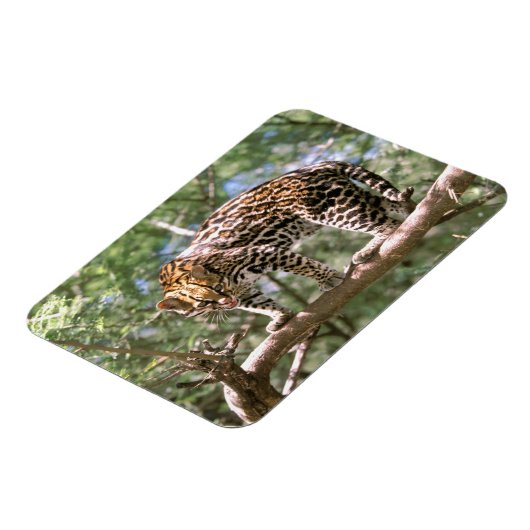 Zuid-Amerika, Ecuador, Amazon. Ocelot Magneet (Linkerzijde)