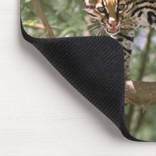 Zuid-Amerika, Ecuador, Amazon. Ocelot Muismat (Hoek)