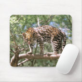 Zuid-Amerika, Ecuador, Amazon. Ocelot Muismat (Met muis)