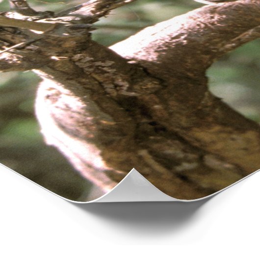 Zuid-Amerika, Ecuador, Amazon. Ocelot Poster (Hoek)