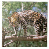 Zuid-Amerika, Ecuador, Amazon. Ocelot Tegeltje (Voorkant)