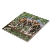 Zuid-Amerika, Ecuador, Amazon. Ocelot Tegeltje (Zijkant)