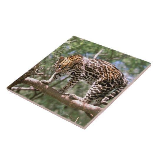 Zuid-Amerika, Ecuador, Amazon. Ocelot Tegeltje (Zijkant)