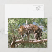 Zuid-Amerika, Ecuador, Amazone. Ocelot Briefkaart (Voorkant / Achterkant)